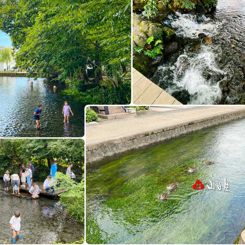 2026夏の伊豆三島。富士山の湧水で川遊び!